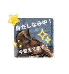 金澤さんちの猫たちパート4（個別スタンプ：5）