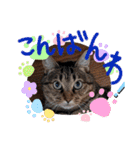 金澤さんちの猫たちパート4（個別スタンプ：6）