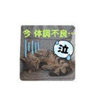 金澤さんちの猫たちパート4（個別スタンプ：7）
