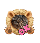 金澤さんちの猫たちパート4（個別スタンプ：8）