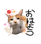 金澤さんちの猫たちパート4（個別スタンプ：9）