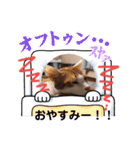 金澤さんちの猫たちパート4（個別スタンプ：10）