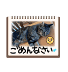 金澤さんちの猫たちパート4（個別スタンプ：12）