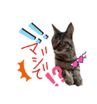 金澤さんちの猫たちパート4（個別スタンプ：16）