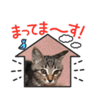 金澤さんちの猫たちパート4（個別スタンプ：19）