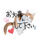 金澤さんちの猫たちパート4（個別スタンプ：20）