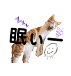 金澤さんちの猫たちパート4（個別スタンプ：21）