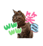 金澤さんちの猫たちパート4（個別スタンプ：22）