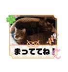 金澤さんちの猫たちパート4（個別スタンプ：24）