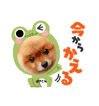 PON！ポンちゃんです（個別スタンプ：1）