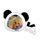 PON！ポンちゃんです（個別スタンプ：3）