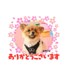PON！ポンちゃんです（個別スタンプ：4）