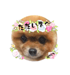PON！ポンちゃんです（個別スタンプ：5）