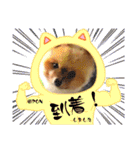 PON！ポンちゃんです（個別スタンプ：6）