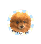 PON！ポンちゃんです（個別スタンプ：8）