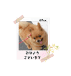 PON！ポンちゃんです（個別スタンプ：9）