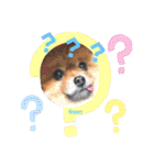 PON！ポンちゃんです（個別スタンプ：11）