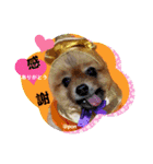PON！ポンちゃんです（個別スタンプ：15）