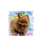 PON！ポンちゃんです（個別スタンプ：20）