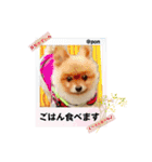 PON！ポンちゃんです（個別スタンプ：21）