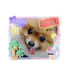 PON！ポンちゃんです（個別スタンプ：24）