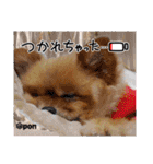 PON！ポンちゃんです（個別スタンプ：28）
