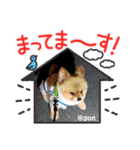 PON！ポンちゃんです（個別スタンプ：36）