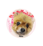 PON！ポンちゃんです（個別スタンプ：39）