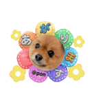 PON！ポンちゃんです（個別スタンプ：40）