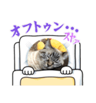 もちゃ専用（個別スタンプ：6）