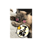 もちゃ専用（個別スタンプ：12）