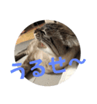 もちゃ専用（個別スタンプ：16）