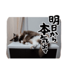 猫大好きです。（個別スタンプ：1）