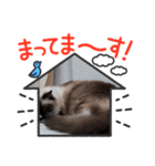 猫大好きです。（個別スタンプ：3）