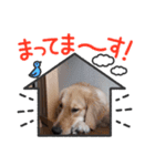 猫大好きです。（個別スタンプ：5）