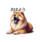 ドット絵 チャウチャウ 日常会話 40種（個別スタンプ：1）