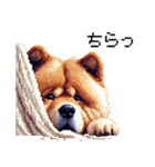 ドット絵 チャウチャウ 日常会話 40種（個別スタンプ：29）