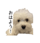 dog stickers 770 Ver.1（個別スタンプ：1）