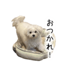 dog stickers 770 Ver.1（個別スタンプ：5）