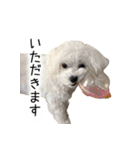 dog stickers 770 Ver.1（個別スタンプ：8）