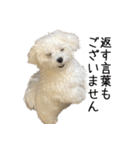 dog stickers 770 Ver.1（個別スタンプ：12）