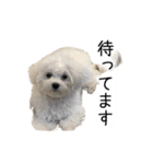 dog stickers 770 Ver.1（個別スタンプ：13）