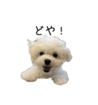 dog stickers 770 Ver.1（個別スタンプ：15）