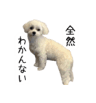 dog stickers 770 Ver.1（個別スタンプ：16）