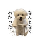 dog stickers 770 Ver.1（個別スタンプ：17）