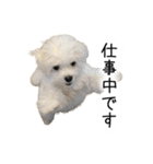 dog stickers 770 Ver.1（個別スタンプ：20）