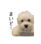 dog stickers 770 Ver.1（個別スタンプ：22）