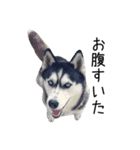 dog stickers 770 Ver.1（個別スタンプ：24）