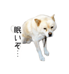 dog stickers 770 Ver.1（個別スタンプ：29）