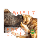 ねこさん［イベント編］（個別スタンプ：1）